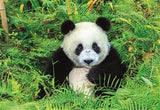 Panda Bear Puzzle (500 pcs)